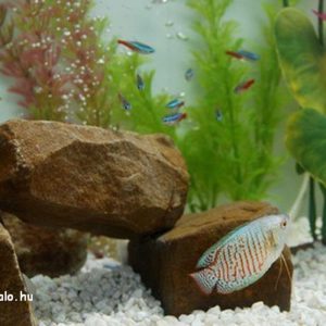 akvarium-aljzat-fokep
