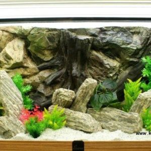 akvarium-diszkovek-fokep