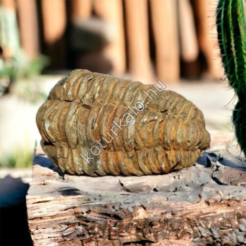 trilobita