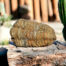 trilobita
