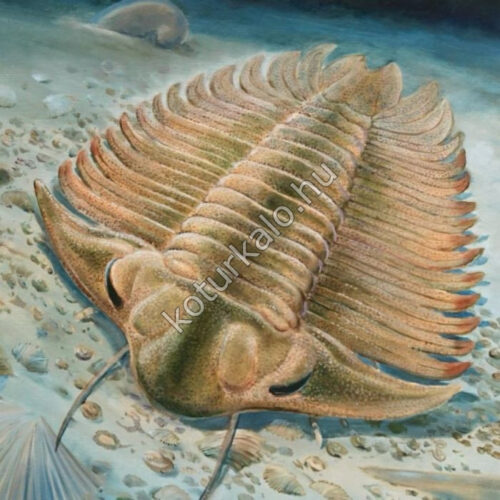 trilobita ősrák kövület